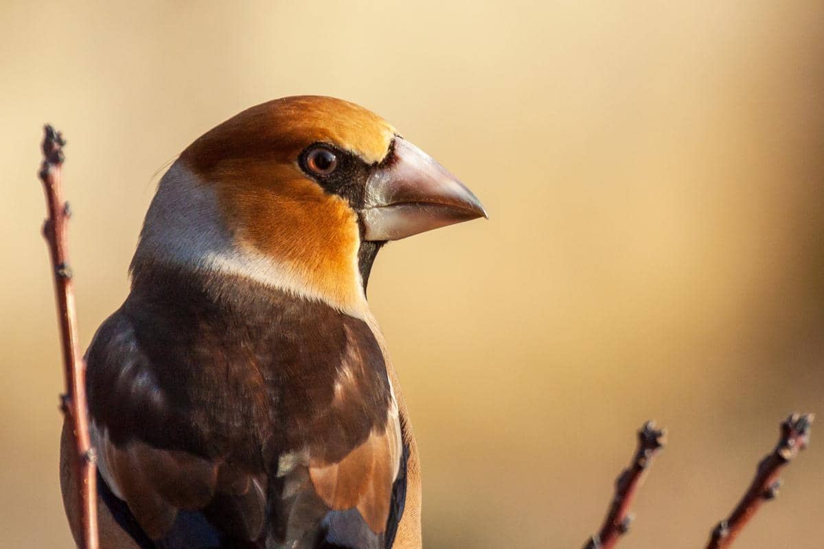 6 Fakta Hawfinch, Paruhnya Bisa Menghancurkan Biji Sekeras Batu!