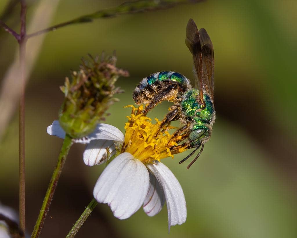 Lebah Agapostemon splendens