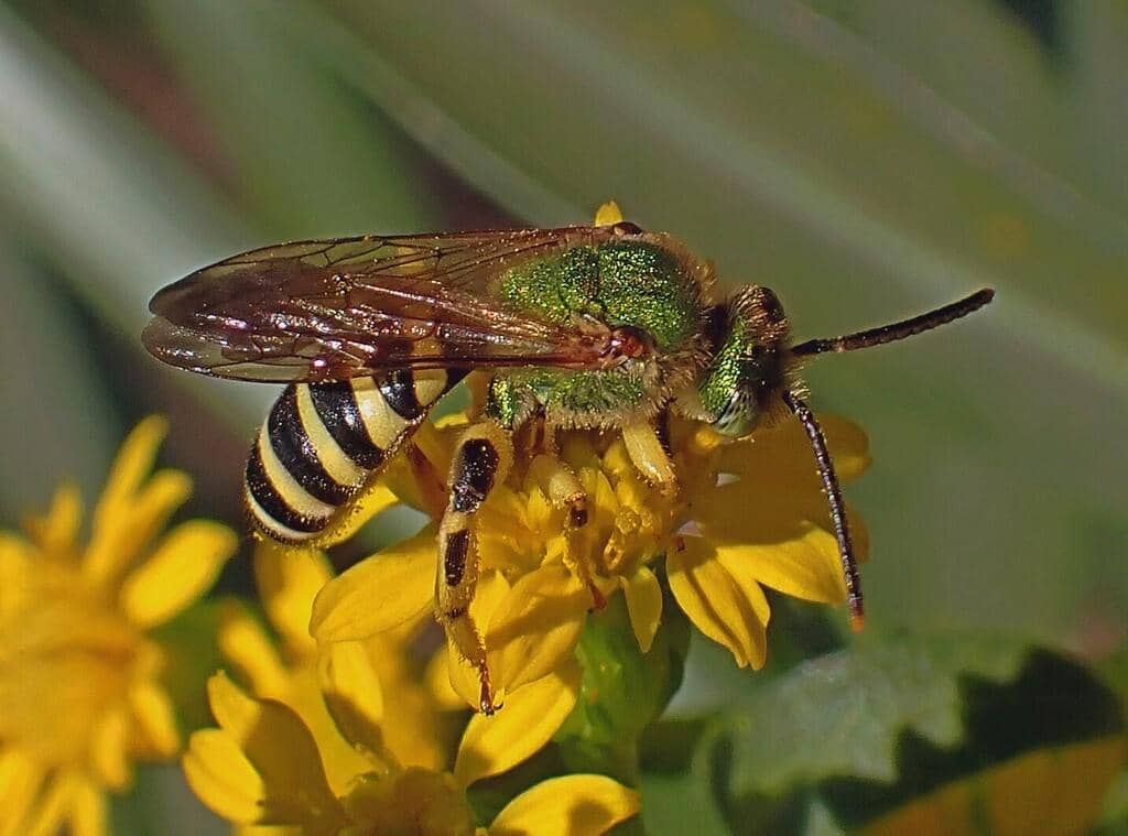 Lebah Agapostemon splendens