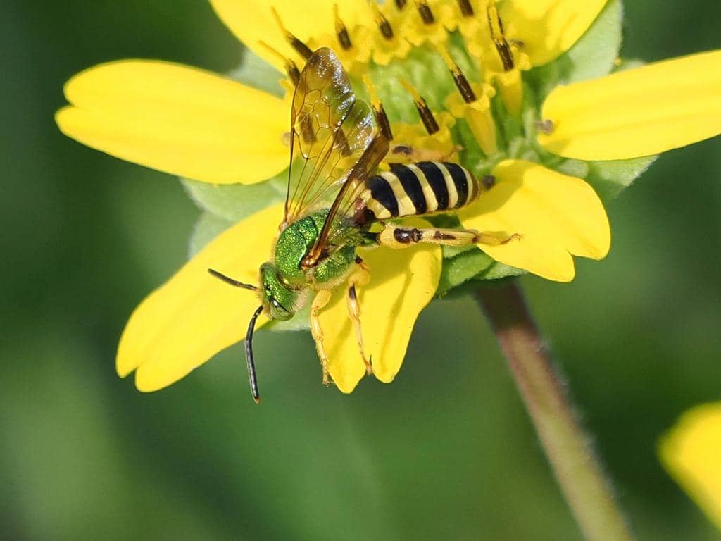 Lebah Agapostemon splendens