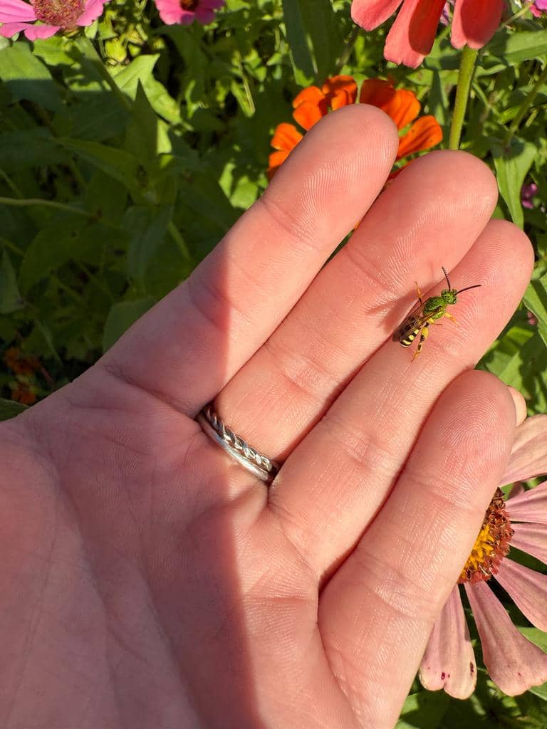 Lebah Agapostemon splendens