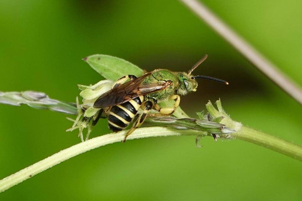 Lebah Agapostemon splendens
