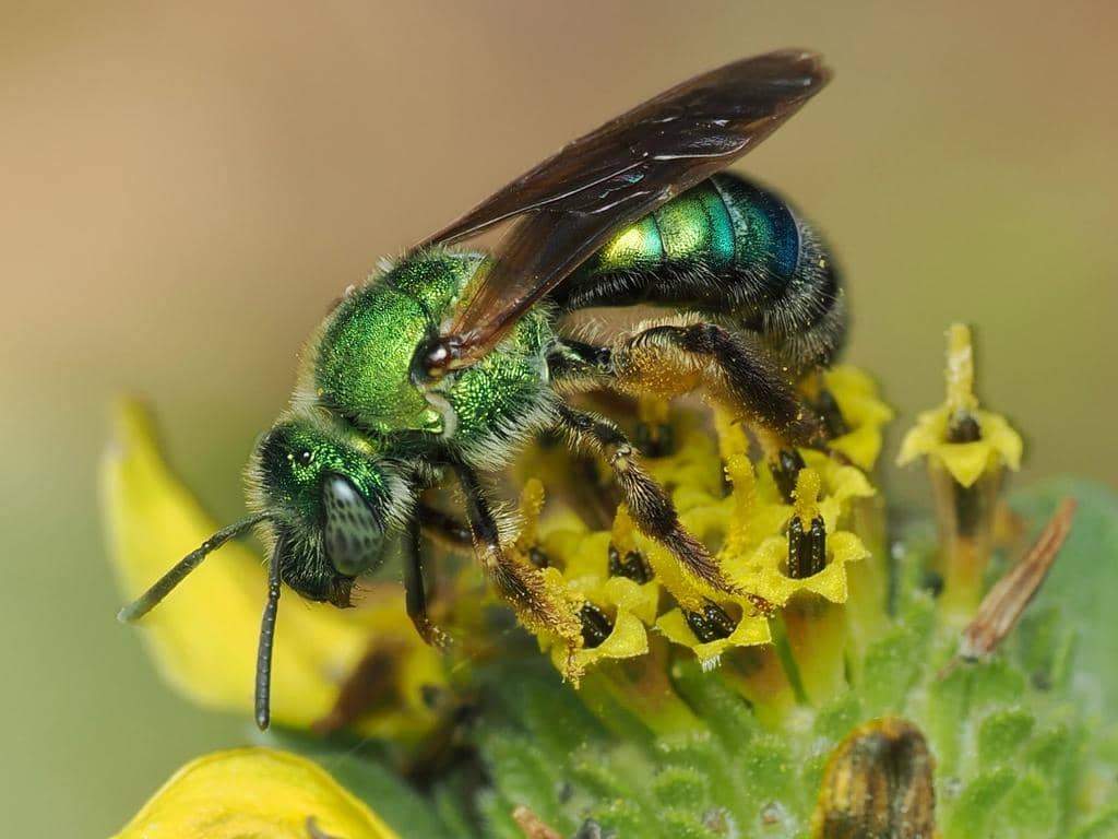 5 Fakta Brown-winged Striped Sweat Bee, Lebah Keringat yang Unik