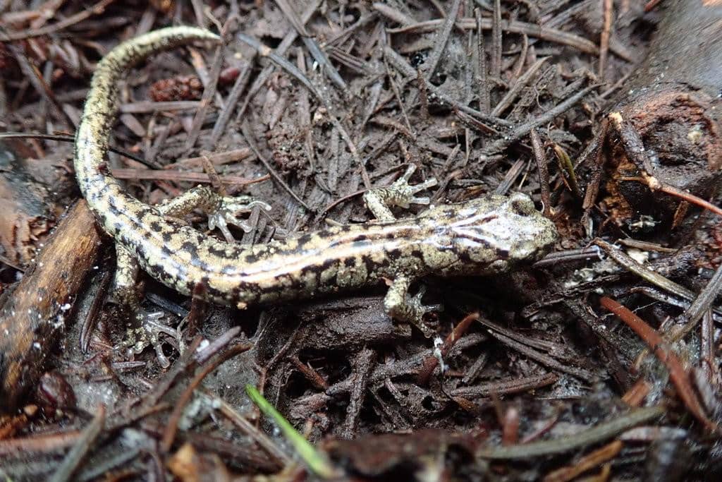 Salamander pengembara