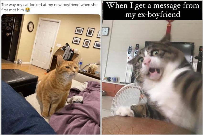 8 Meme Kucing tentang Cowok, Malah Sensi ke Pacar Babu