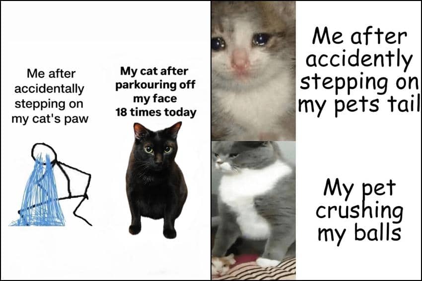 8 Meme Kucing tentang Menginjak Sesuatu
