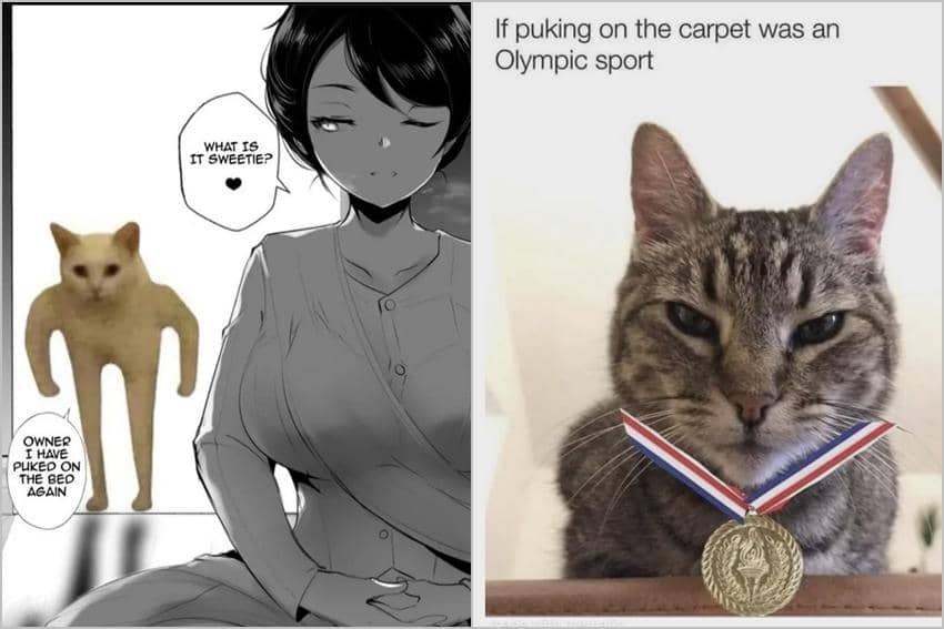 8 Meme Kucing Muntah, Benar-benar Ngerepotin Babu!