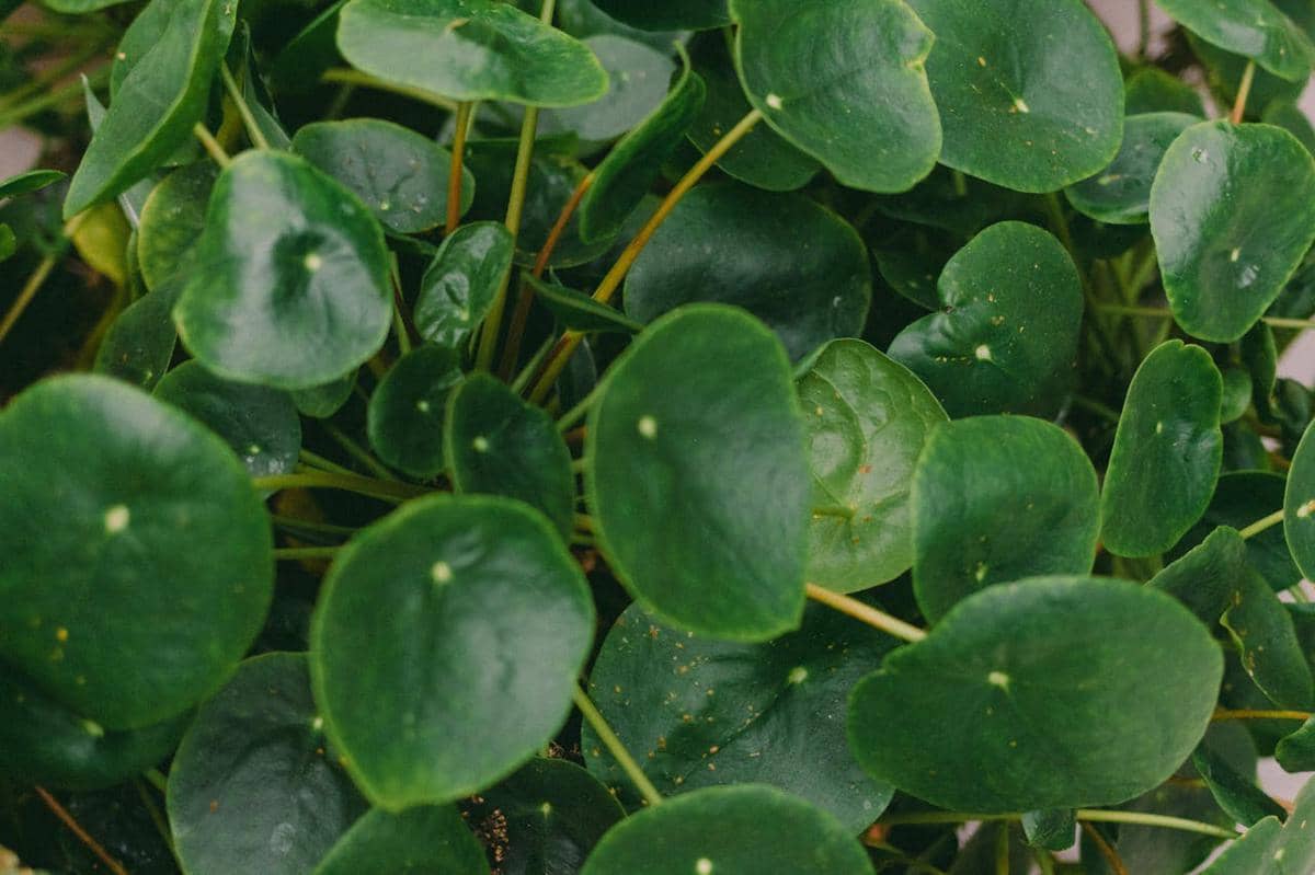 ilustrasi pilea peperomioides