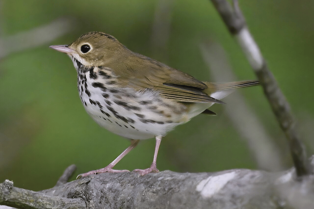 5 Fakta Menarik Ovenbird, Bentuk Sarangnya Seperti Oven