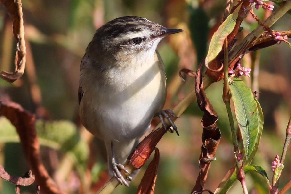 Sedge Warbler