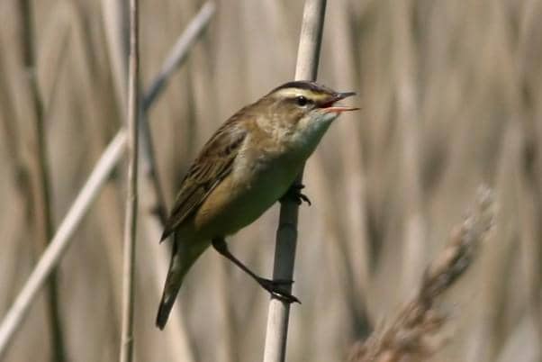 Sedge Warbler 