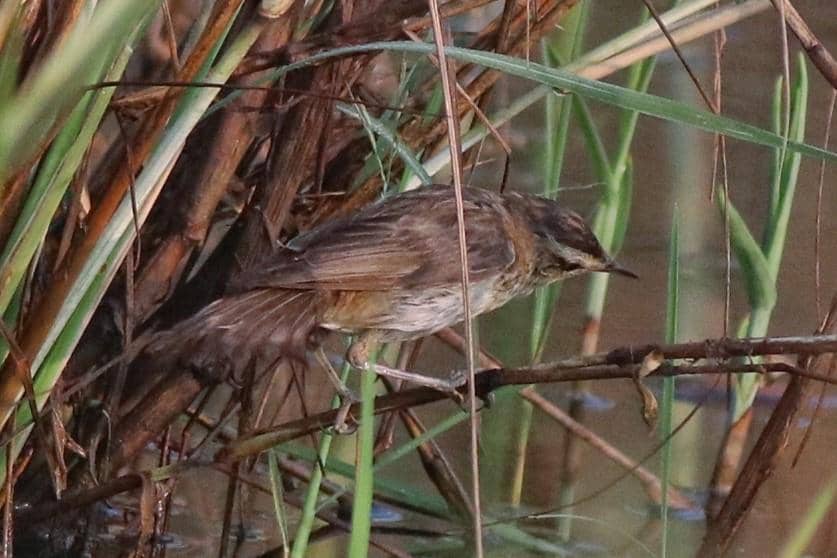 Sedge Warbler