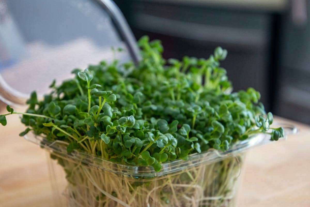 ilustrasi microgreens