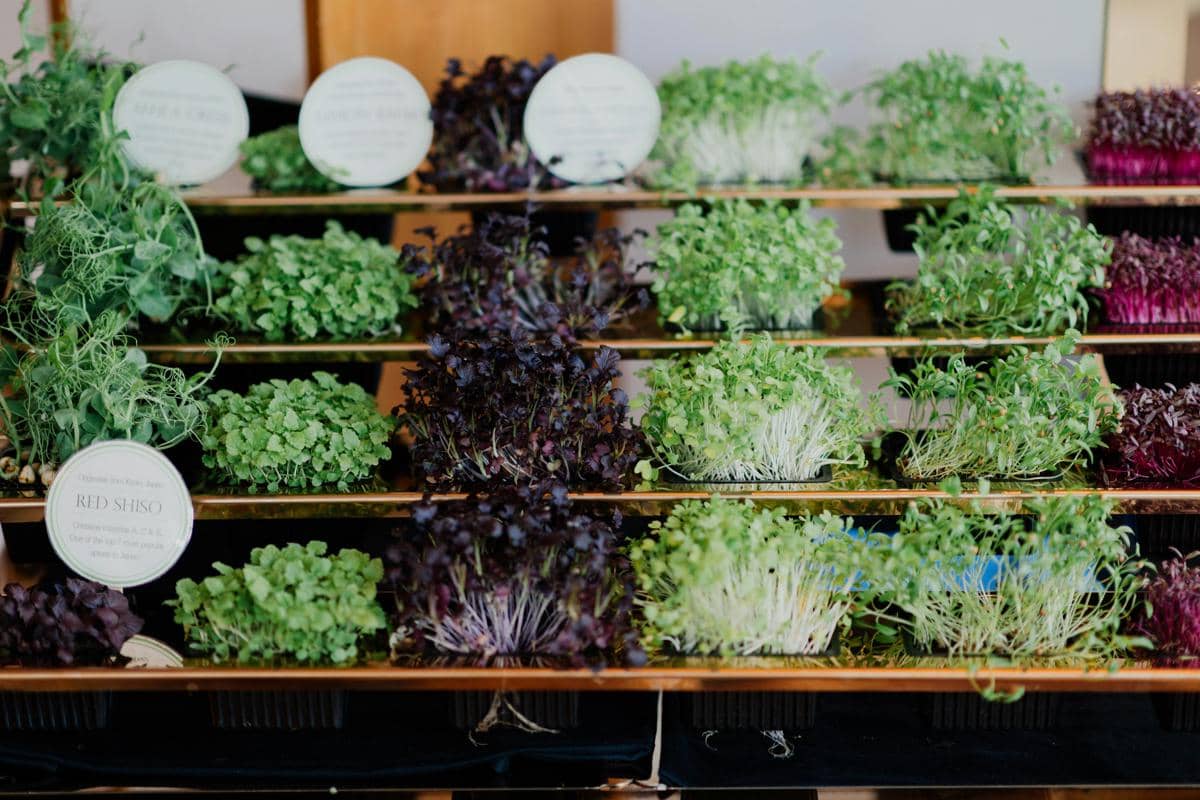 ilustrasi microgreens