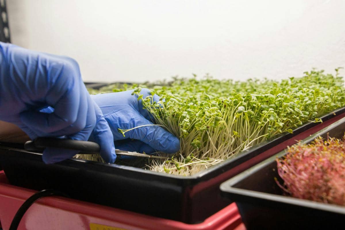 ilustrasi microgreens