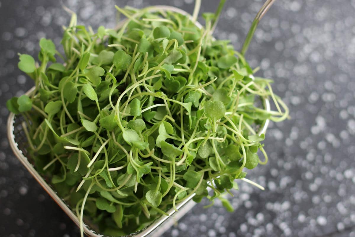 ilustrasi microgreens