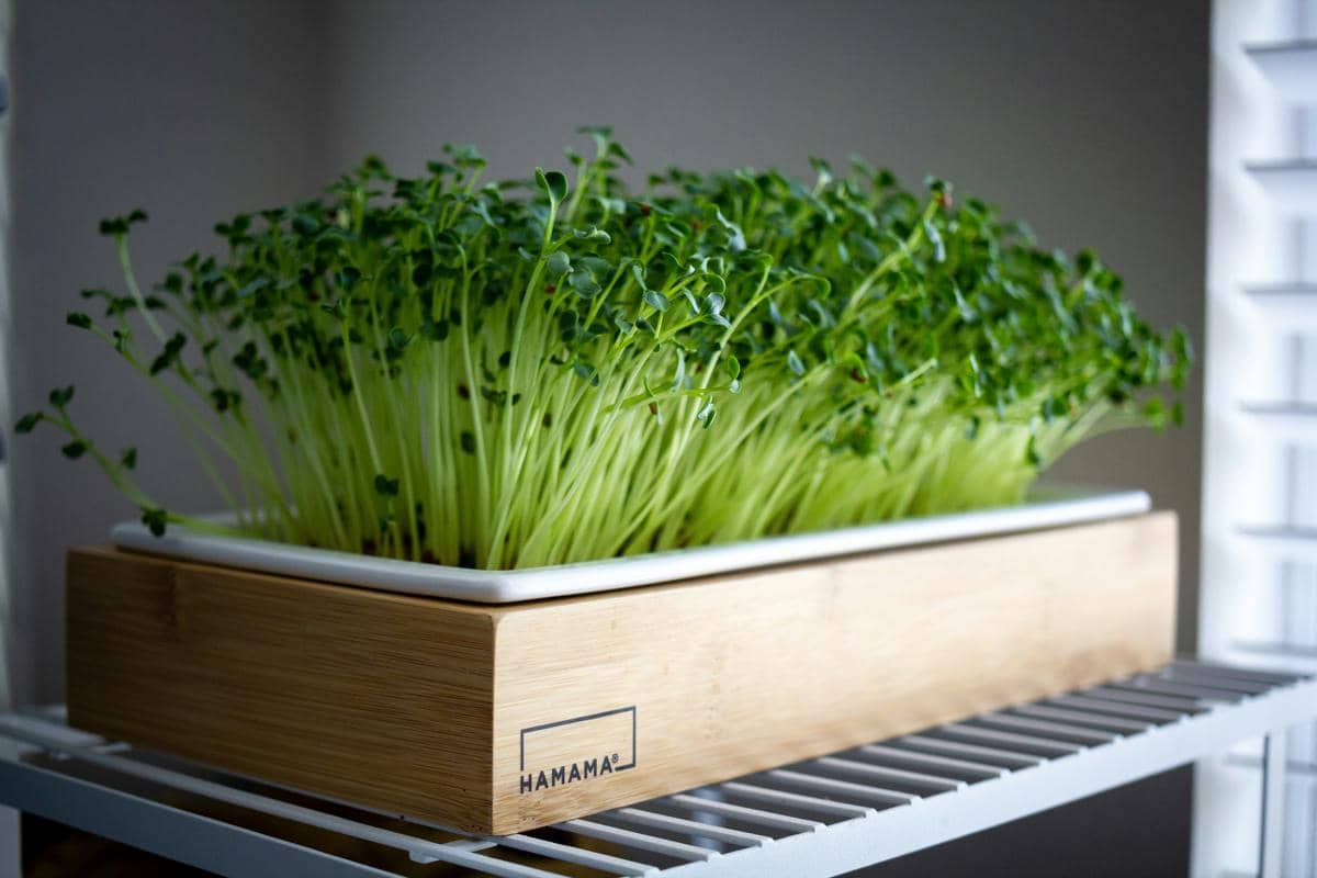 Tips Bisnis Tanaman Microgreens agar Cuan, Tertarik Coba?