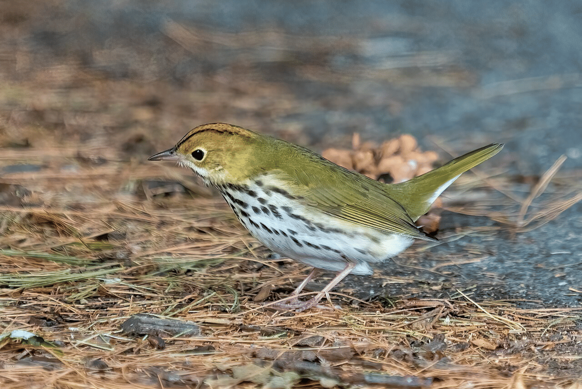 ovenbird