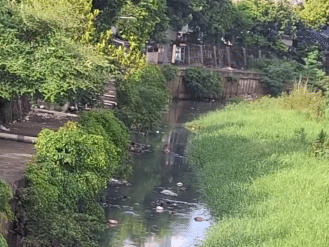 Kondisi sungai Ciliwung. 