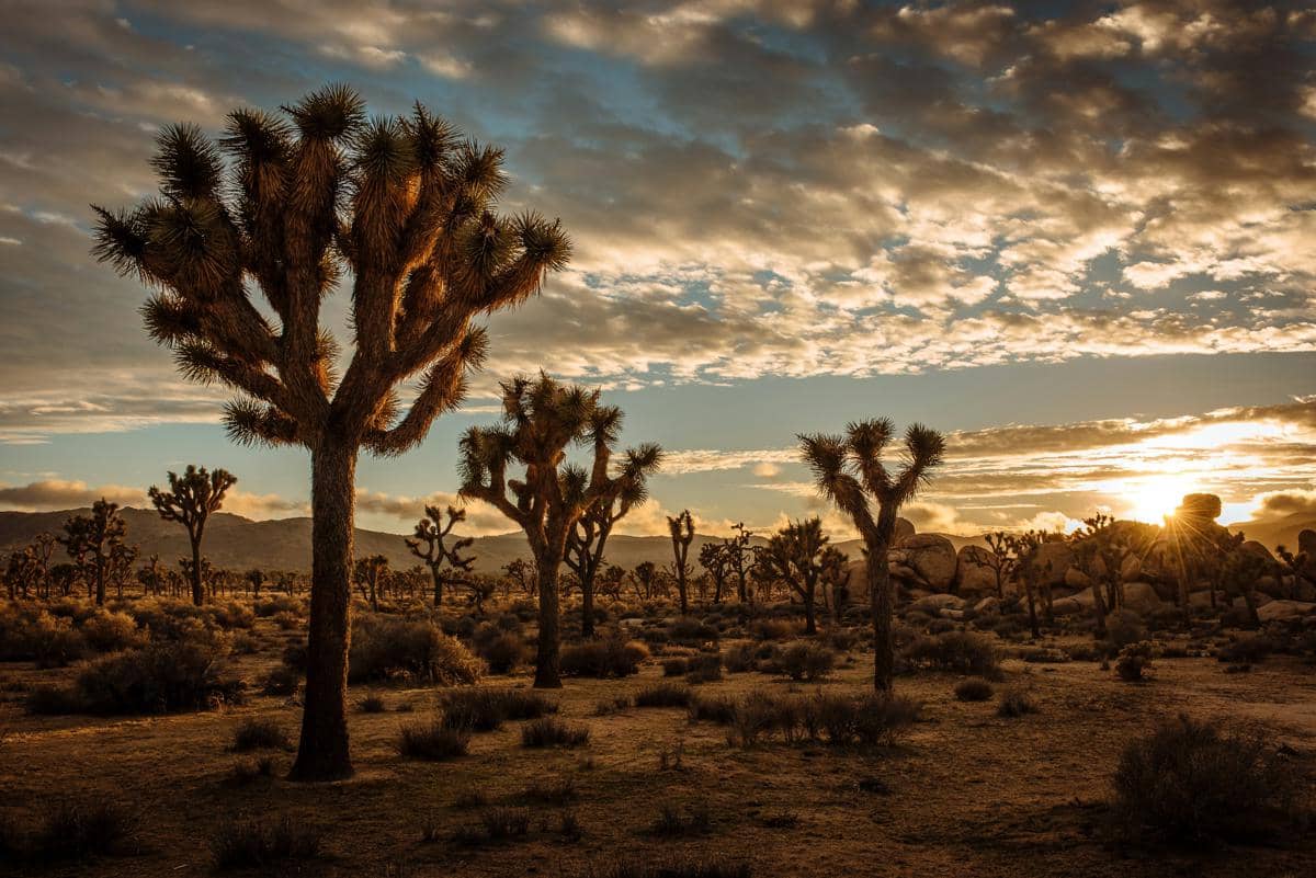 Potret Joshua Tree National Park