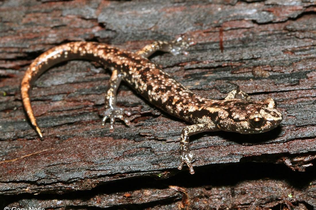 5 Fakta Wandering Salamander, Amfibi Unik yang Jago Terjun Payung!