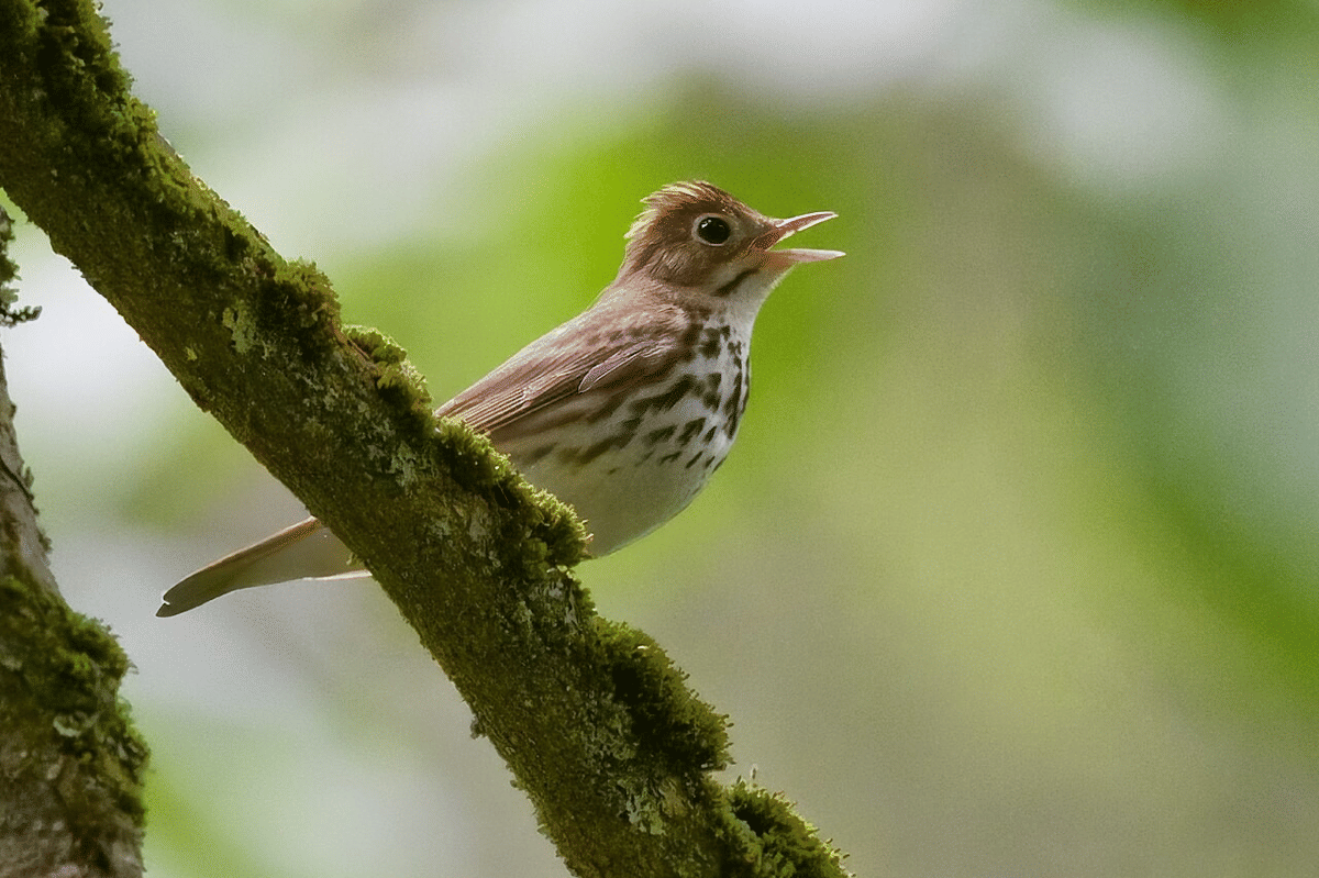 ovenbird