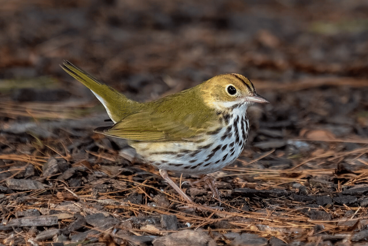 ovenbird