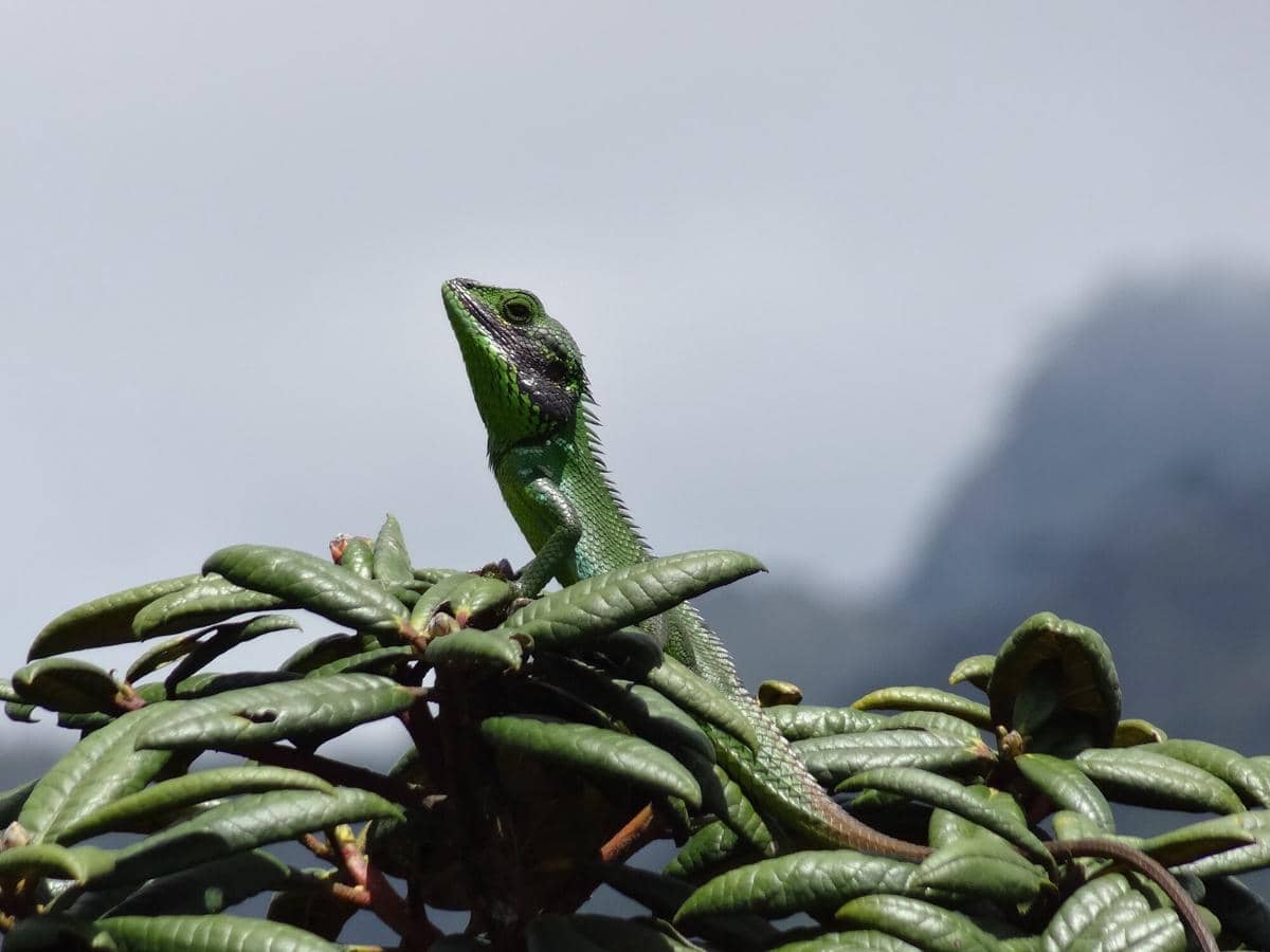 5 Fakta Kadal Pipi Hitam, Reptil Langka yang Hanya Ada di Pegunungan Sri Lanka