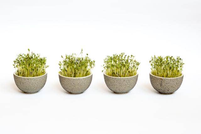 Microgreens