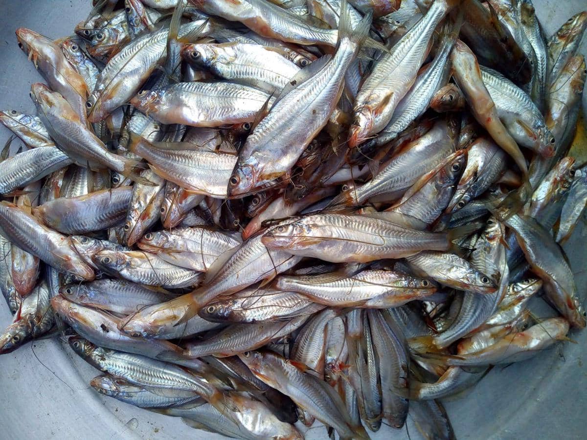 ilustrasi ikan segar 