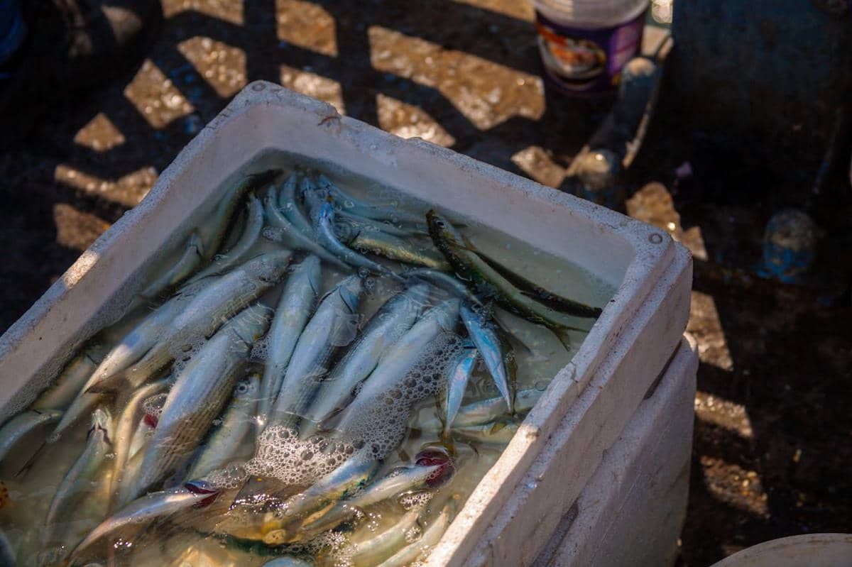 ilustrasi ikan segar