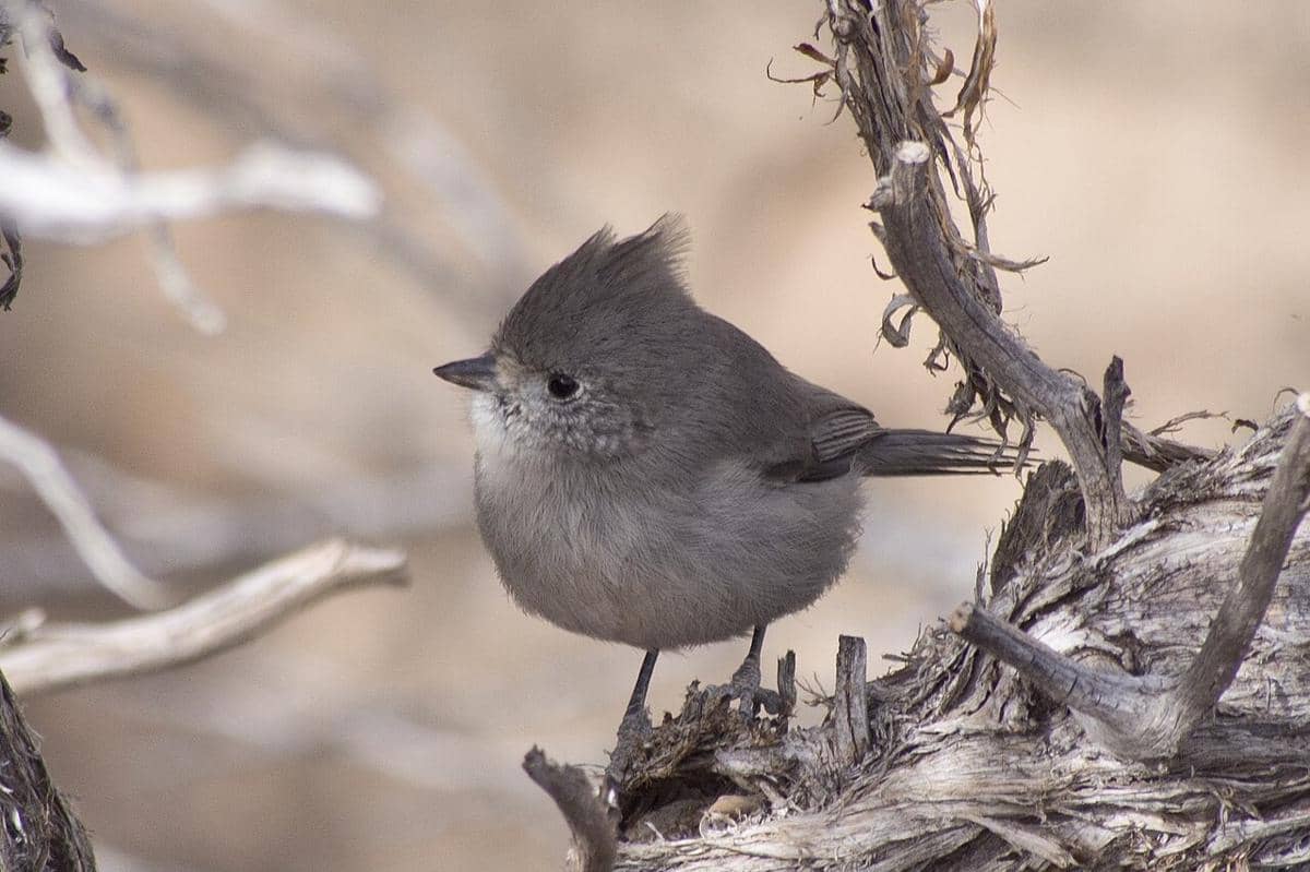 Juniper Titmouse 