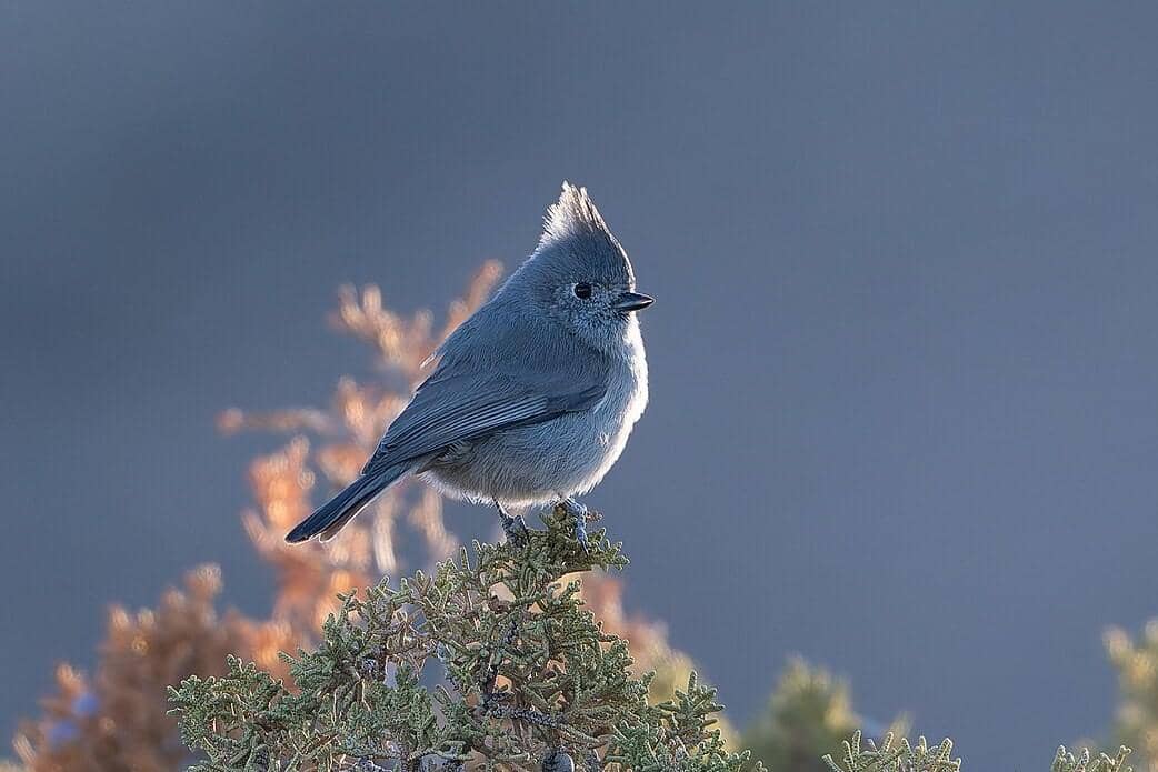 Juniper Titmouse 
