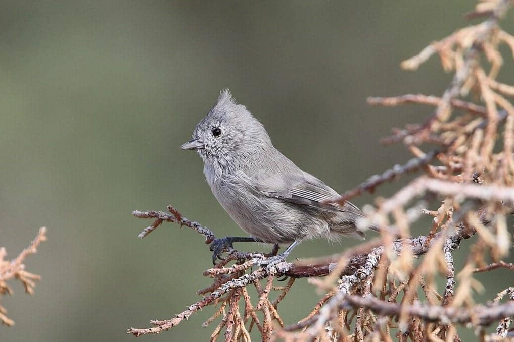 Juniper Titmouse 