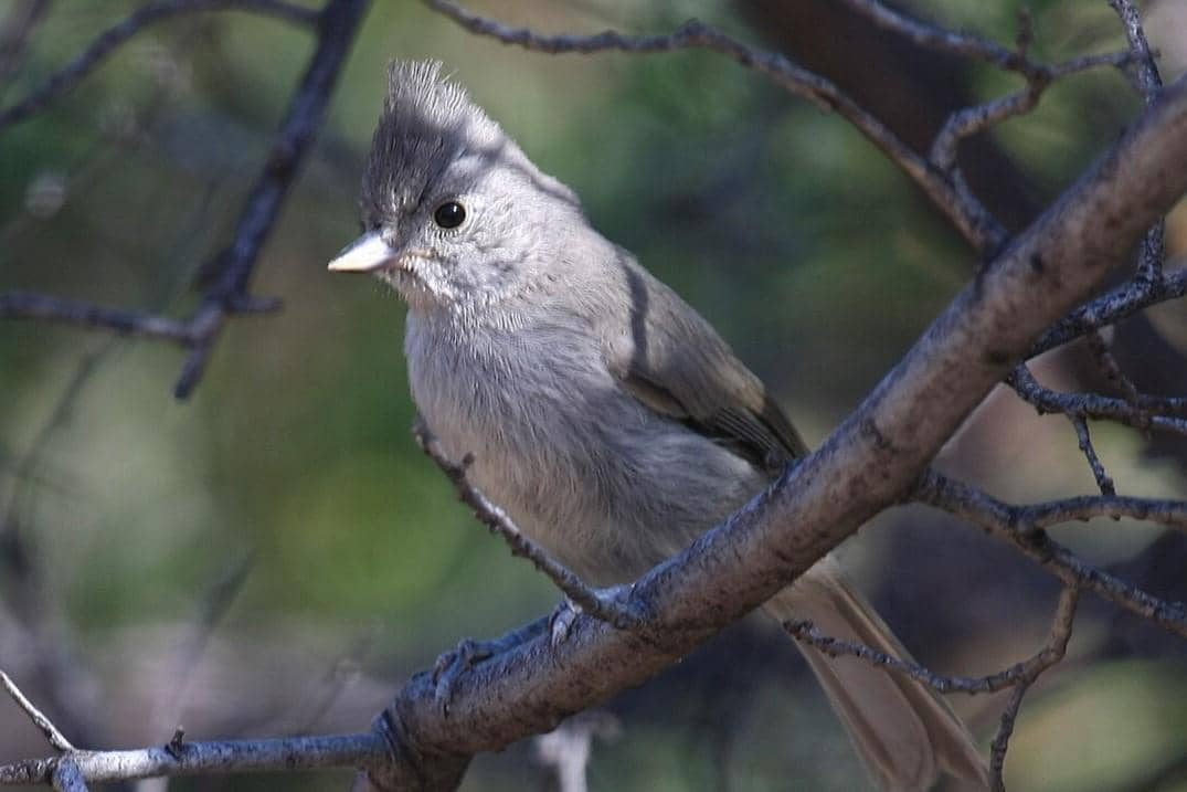Juniper Titmouse