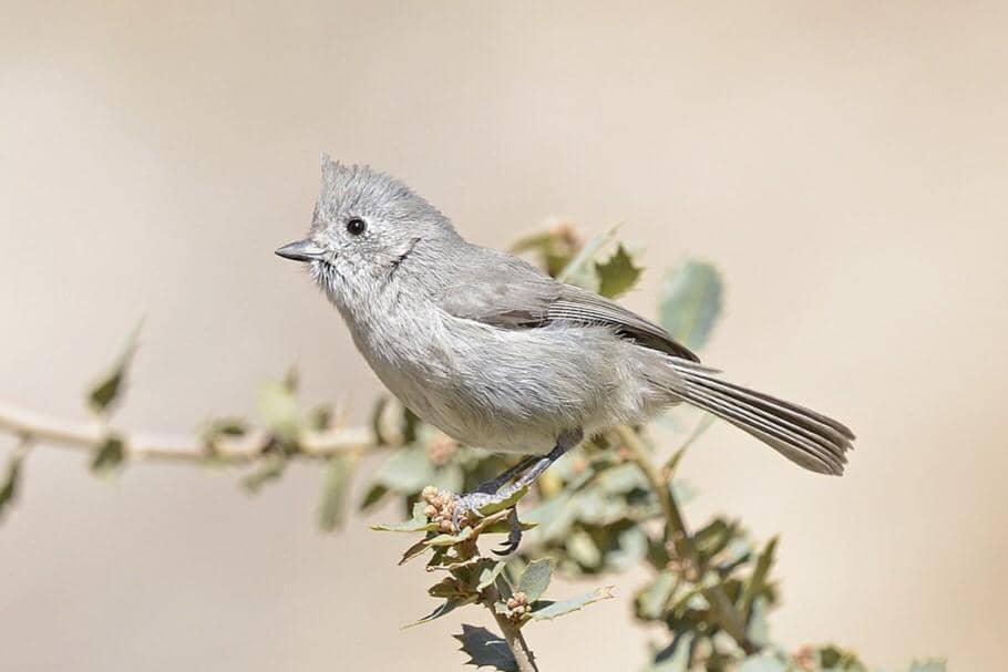 5 Fakta Juniper Titmouse, Bisa Meniru Suara Ular saat Merasa Terancam