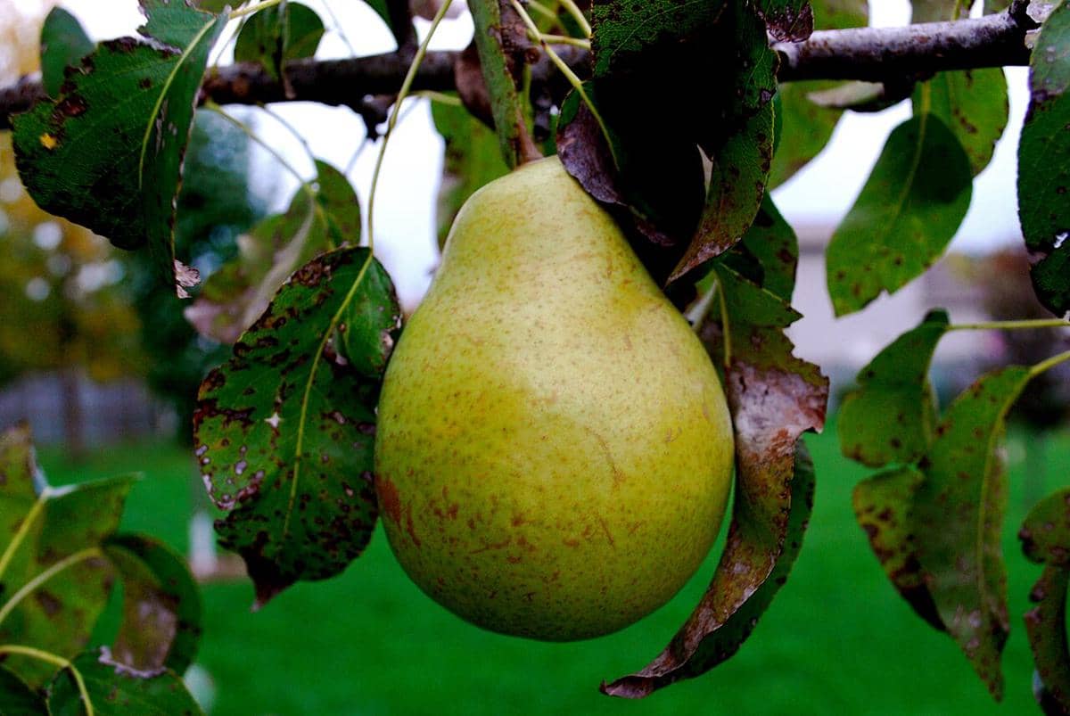 ilustrasi pohon pir liar