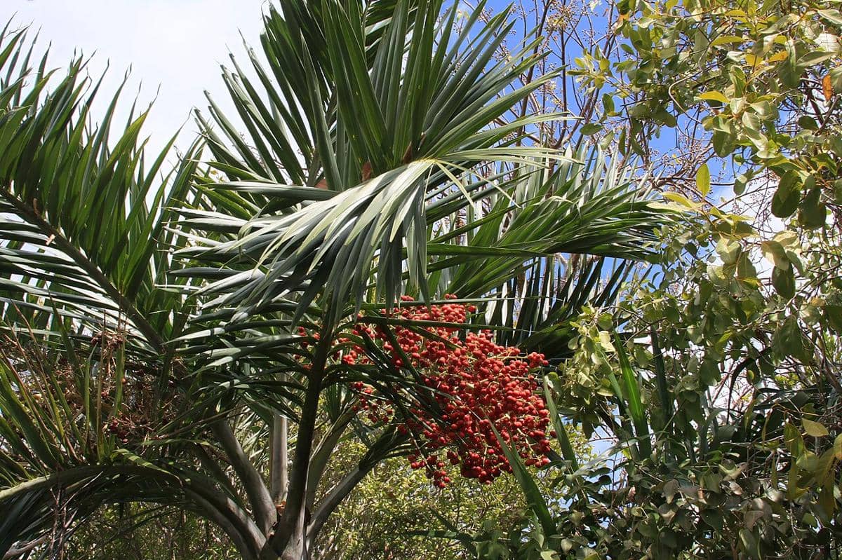 ilustrasi pohon kurma