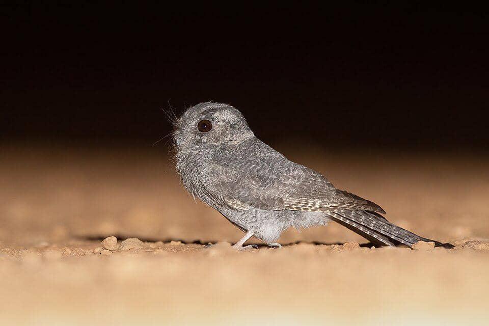 5 Fakta Australian Owlet Nightjar, Burung Kecil dengan Suara Aneh