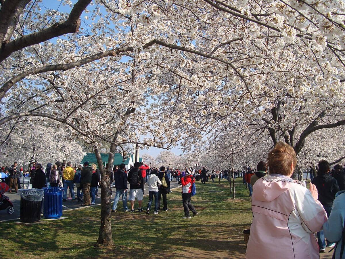 Kerumunan orang yang mengunjungi Festival Bunga Sakura Nasional di Washington, DC untuk menyaksikan puncak mekarnya pohon sakura. 