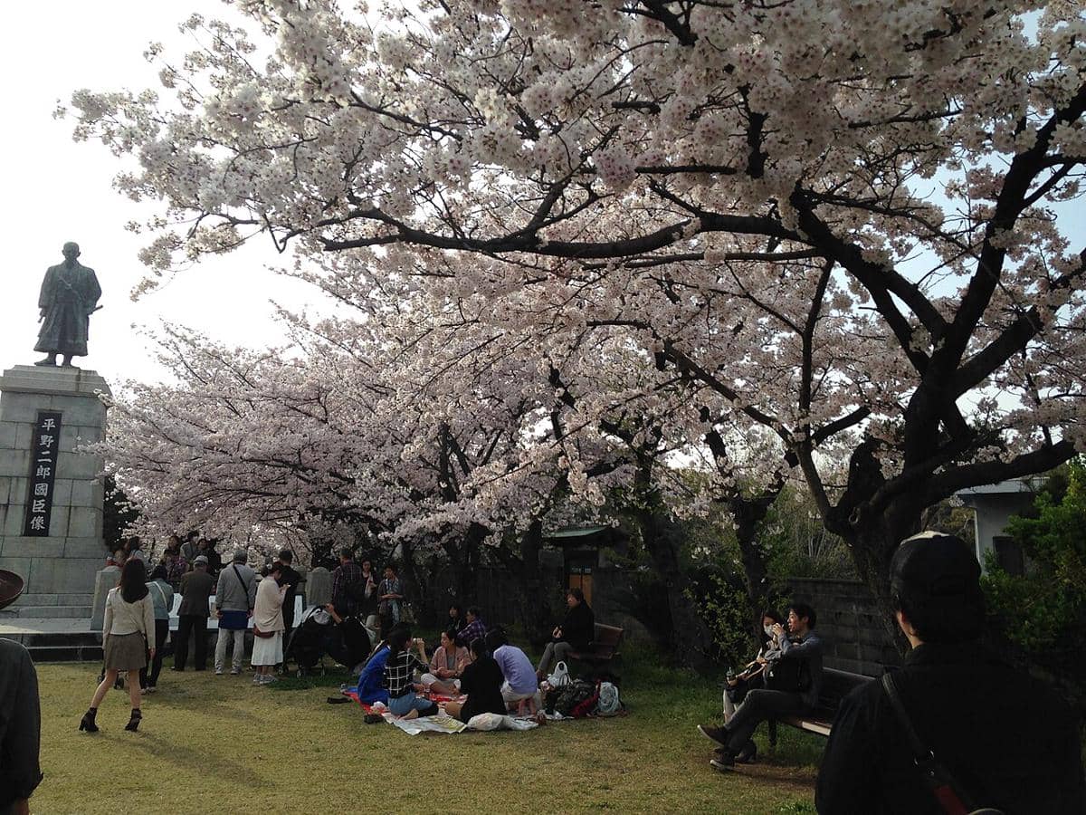 Orang-orang menikmati hanami, kebiasaan tradisional Jepang untuk melihat bunga sakura, di Taman Sumida di Tokyo, Jepang.