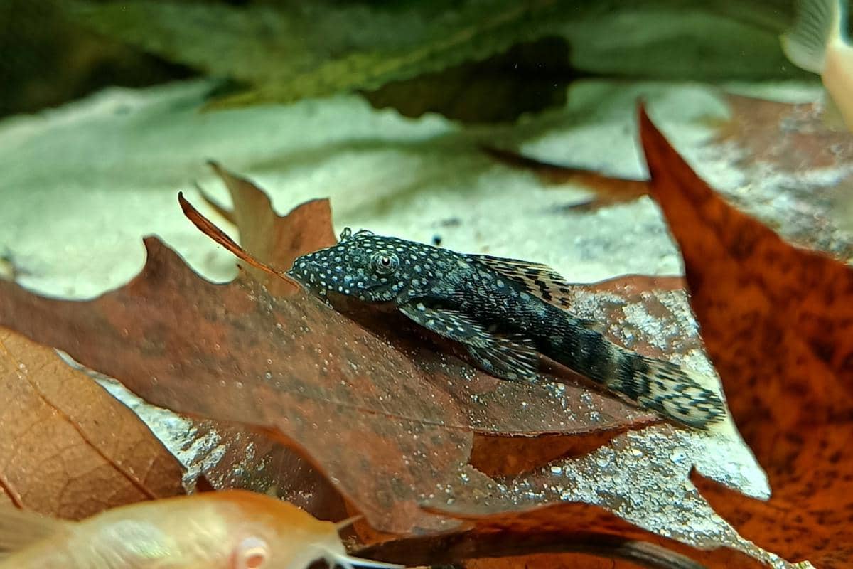 ilustrasi ikan sapu-sapu 