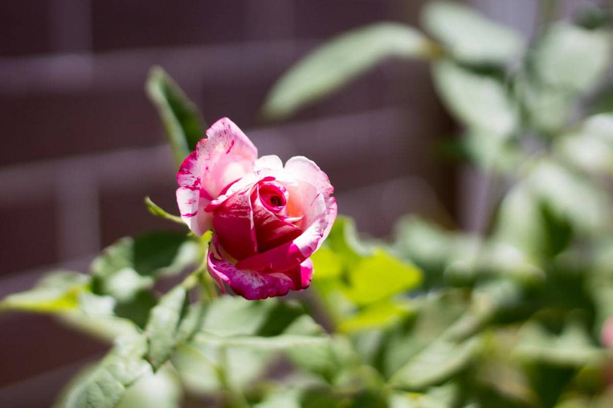 5 Tanaman Hias yang Memiliki Aroma Harum, Ideal Ditanam di Rumah