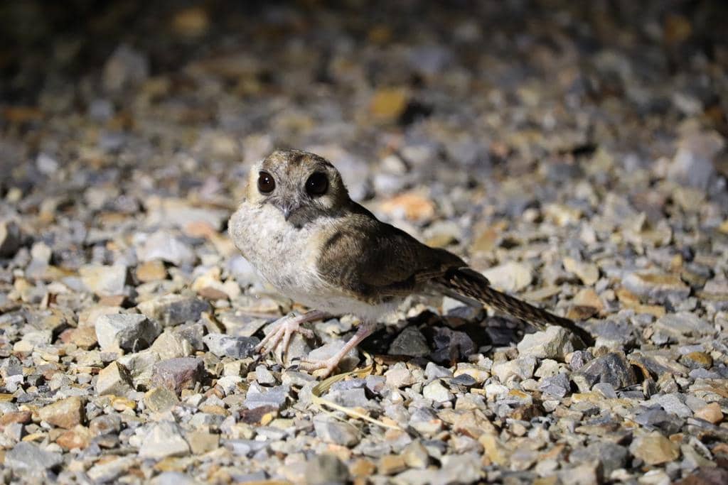 Burung Aegotheles cristatus