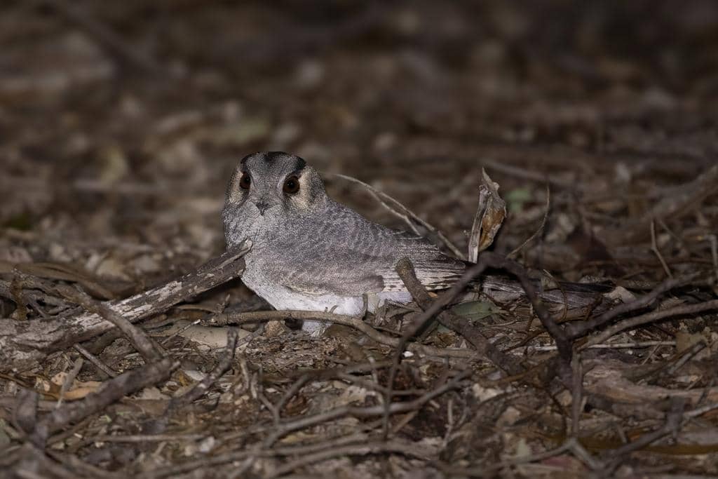 Burung Aegotheles cristatus