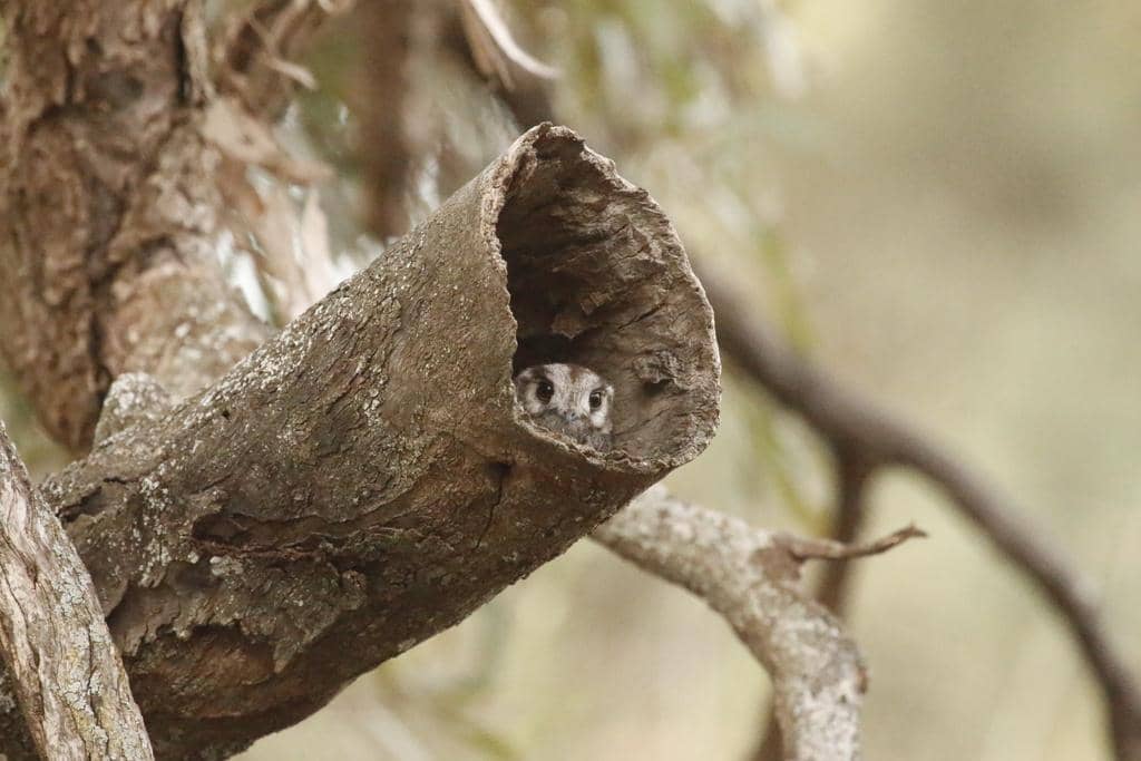 Burung Aegotheles cristatus