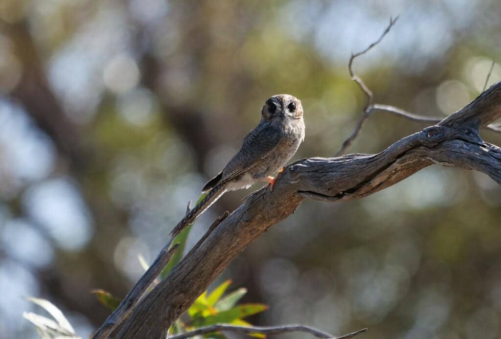 Burung Aegotheles cristatus