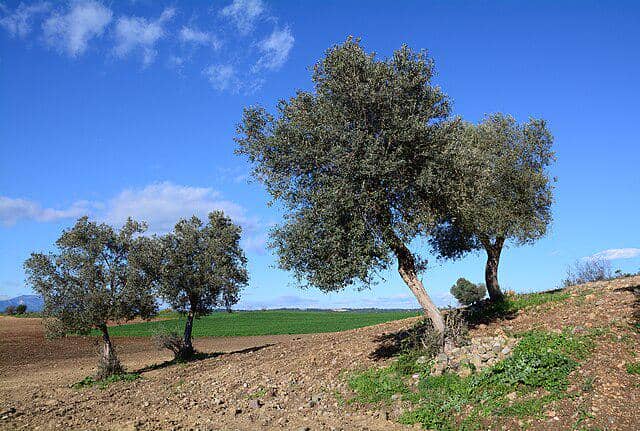 Pohon zaitun 