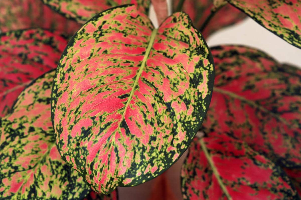 ilustrasi aglaonema