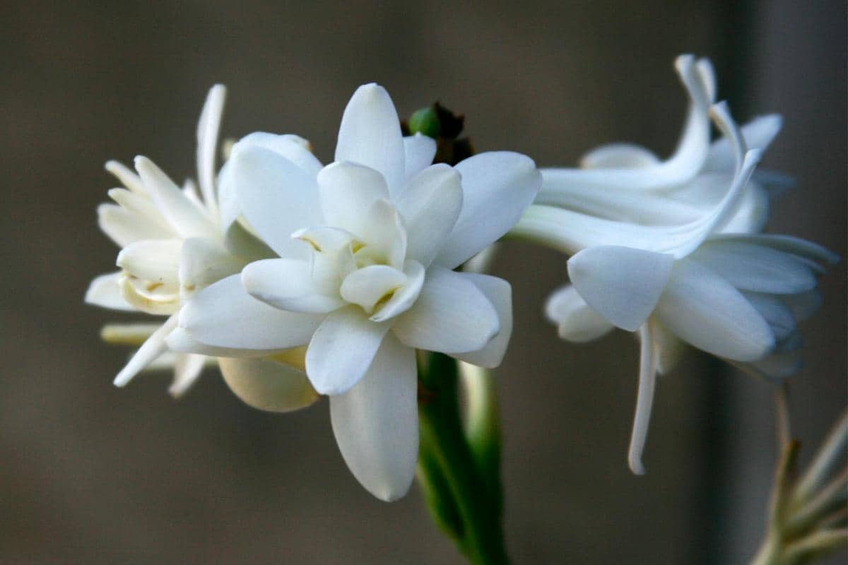 ilustrasi sedap malam